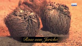 Rose of Jericho - Symbol for luck, love, and immortality