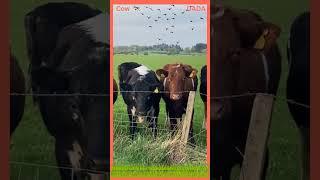 Animal cow/mooo/kids video #cow#shorts