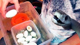 EXTREME MAMBA CAGE CLEANING. Cutting open taipan eggs