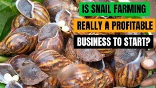 How Profitable is Snail Farming #snailfarmingforbeginners #snailfarming #gozysnailfarm