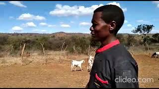 Introducing a Boer/Galla Crossbreed male to our farm - Goat farming in Kenya