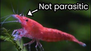 Shrimp Diseases: The Truth About Scutariella japonica