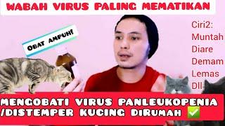 VIRUS PANLEUKOPENIA KUCING / DISTEMPER PADA KUCING - PENGOBATAN DI RUMAH