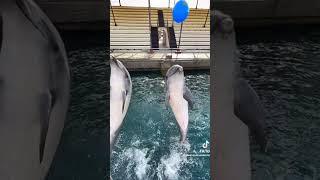 Jumping Dolphins #shorts #youtube ​⁠