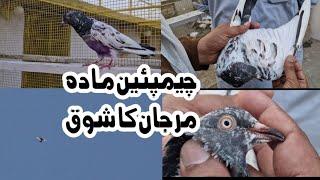 Champion Female Pigeons Marjan KPK UstadAdnan Khan Tauqeer Khan