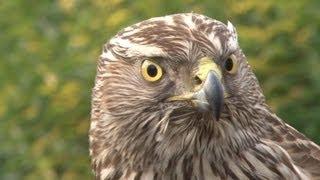 Goshawks on pheasants and rabbits