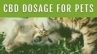 CBD DOSAGE FOR DOGS - How Much CBD Oil Should I Give My Dog?