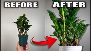 7 ZZ Plant Care Tips That You Need to Know - Houseplant Care