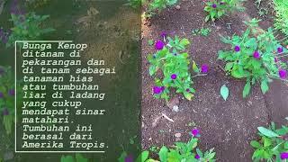 Agropedia - Bunga Kenopi