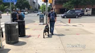 Off Leash K9 Training, Lehigh Valley ||| 2 year old Rottweiler; Zeus, Best Dog Training