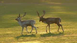 Fallow Deer Clash & Parallel Walking 2018