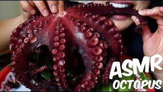 ASMR GIANT OCTOPUS ปลาหมึกยักษ์ (CHEWY EATING SOUNDS) No Talking | SAS-ASMR