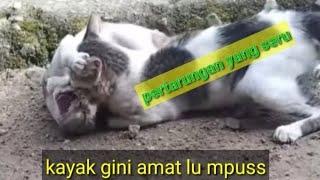 kucing berantem berebut kawasan   #catfight @jonseka1643