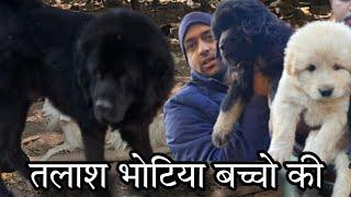 white bhotia dog puppy search uttarakhand bhotiya dog breed gaddi puppy Uttarakhand Wale