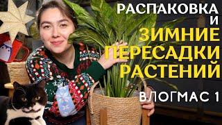 РАСПАКОВКА растений ЗИМОЙ | пересаживаю ЗАСУШЕННЫЙ СПАТИФИЛЛУМ | уютный ЗЕЛЁНЫЙ влогмас #1