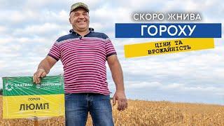 Готуємось до жнив гороху, пропонують 12800 грн/т. Який гербіцид та інсектицид краще, гіркий досвід.