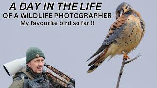 A DAY in the LIFE of a WILDLIFE PHOTOGRAPHER | My favourite bird of prey American Kestrel | Canon R3