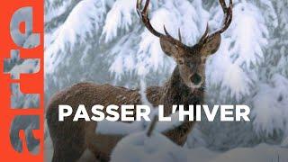 Un hiver dans les Alpes | ARTE Family