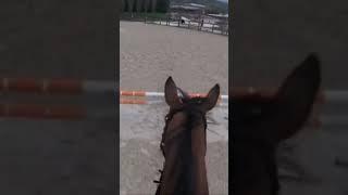 A caso ahahha #noflop #equitazione #cavalli #horseriding #horse #maneggio #montainglese #maneggio