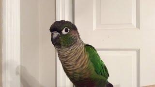 Green Cheek Conure Making Noises