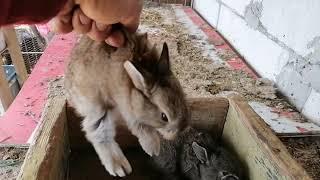 Iepurași, Uriaș German cu Neozeelandez, Bunny, Rabbit