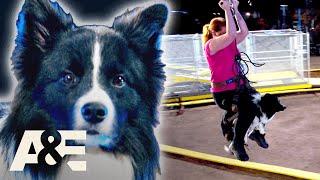 Border Collie TAKES DOWN Police K9 To Win Competition | America's Top Dog | A&E