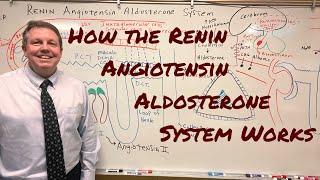 Renin Angiotensin Aldosterone System