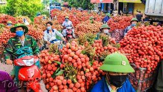 Harvest Thousands Of Tons Of Lychee - Lychee Processing Technology