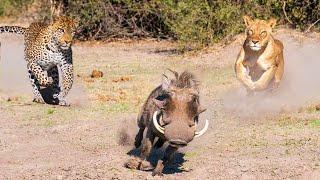 Warthog Adventure! The Sly Warthog Fights Alone And Knock Down Africa's Deadliest Predators