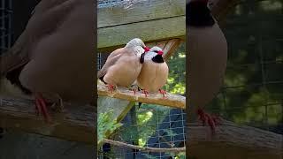 Pair of longtailed finches in bird aviary