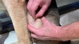 Superficial skin scraping technique in a dog