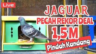 Merpati jagguar yang viral #merpatikolong #merpatiplayer