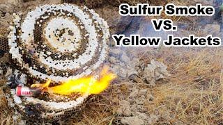 Sulfur Smoke Bomb vs. Yellow Jacket Hornet Nest. Mousetrap Monday.