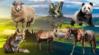 Wild Animal Sounds Around Us: Rooster, Antelope, Owl, Hippo, Snake, Panda, Fox...