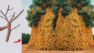 Unique​ Technique  Grafting Mango Tree Using Tires Growing Faster and Has Many Fruits