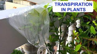 TRANSPIRATION IN PLANTS | Why is Transpiration Important | How Plants Release Water | Transpiration