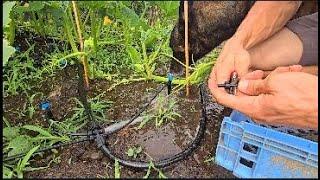 Installing DRIP On The Giant Pumpkin! // Whitt Acres