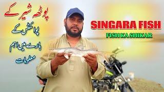 Singara Fish Ka Shikar | Potha Sher Mea Fishing Points Keh bare Mein Maloomat