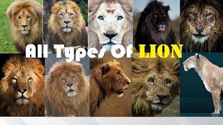 All Types Of Lion - Types Of Living & Extinct Lion in The World - Living & Extinct Lion Subspecies