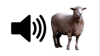 Sheep - Sound Effect | ProSounds