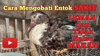 Cara mengobati Entok Sakit || Lemas  & Tidak Nafsu Makan || #entoklokal #sakit #mentok #hewan