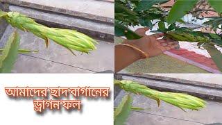 আমাদের ছাদ বাগানের ড্রাগন ফল গুলো দেখুন।#viral #trending #viralvideo