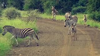 5 Day Kruger Safari with Wild Planet (Long Version)