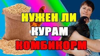 Как правильно применять комбикорм для кур. С какого возраста цыплятам можно комбикорм.