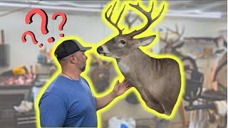 WHAT ALL do you NEED to mount a SINGLE DEER? (I wish I was given this advice)