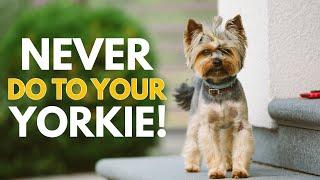 5 Things You Must Never Do to Your Yorkshire Terrier