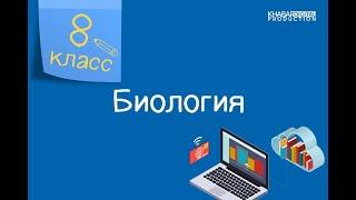 Биология. 8 класс. Особенности строения скелета человека, связанные с прямохождением /19.02.2021/