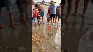 Beach rescue: Returning sea snake safely to he ocean 