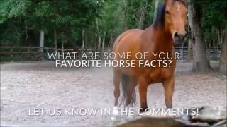 10 Interesting Facts About Horses by Dr. Cesar Parra