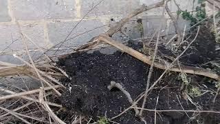 How to use tree branches to make more compost